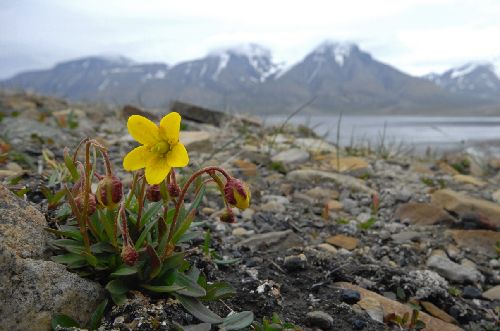 Saxifraga hirculus